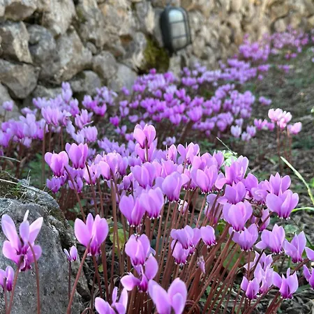Сasa de vacaciones Olive Grove - Excellent View *