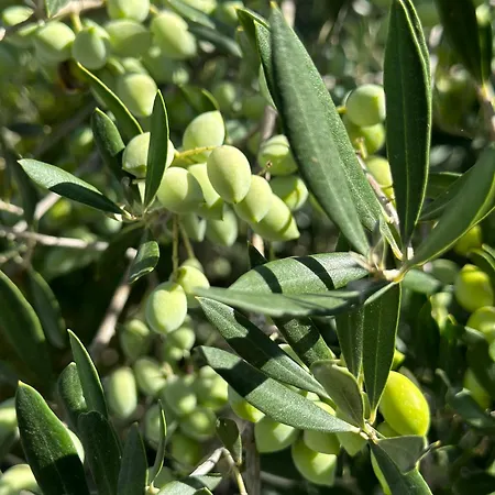 Olive Grove - Excellent View